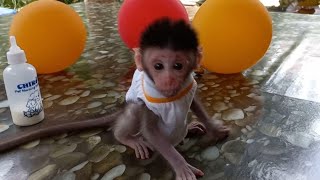 baby monpai pintar #babymonpai#monkey#babymonkey#