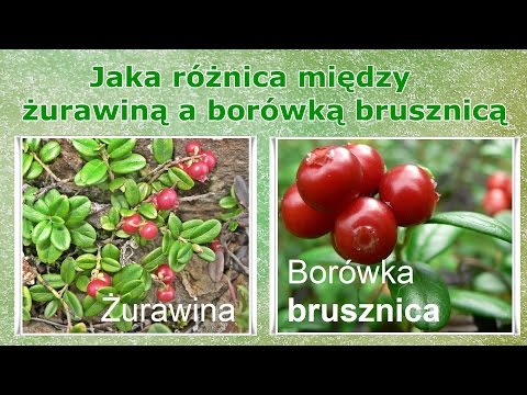 Wideo: Co Jest Zdrowsze: żurawina Czy Borówka?