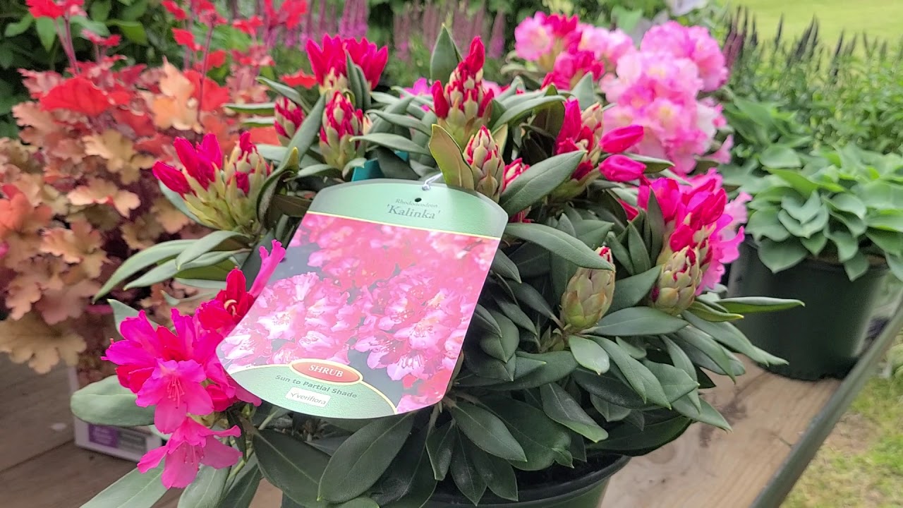 Rhododendron 'Kalinka' // GORGEOUS, Free Flowering, Top performing, Compact, EVERGREEN Shrub