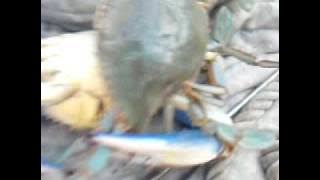 Download lagu Dad crabbing2009