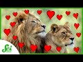 Can Feeling the Love Save Lions? | SciShow News