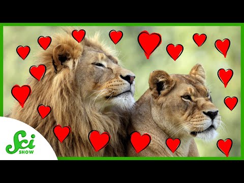 Can Feeling the Love Save Lions? | SciShow News thumbnail