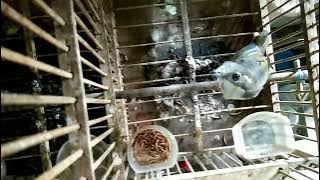 suara burung CIU BESAR/CENDET KEMBANG