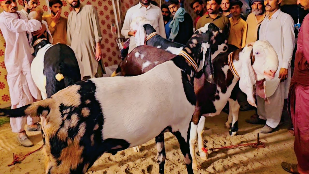 desi-bakre-pale-40000-wala-bakra-28500-ka-sabir-goat-farm-per
