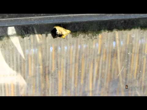 2012.0705 Cardinal Eats Butterfly