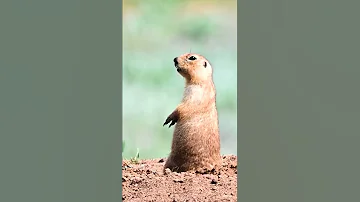 Жёлтый суслик | Yellow ground squirrel