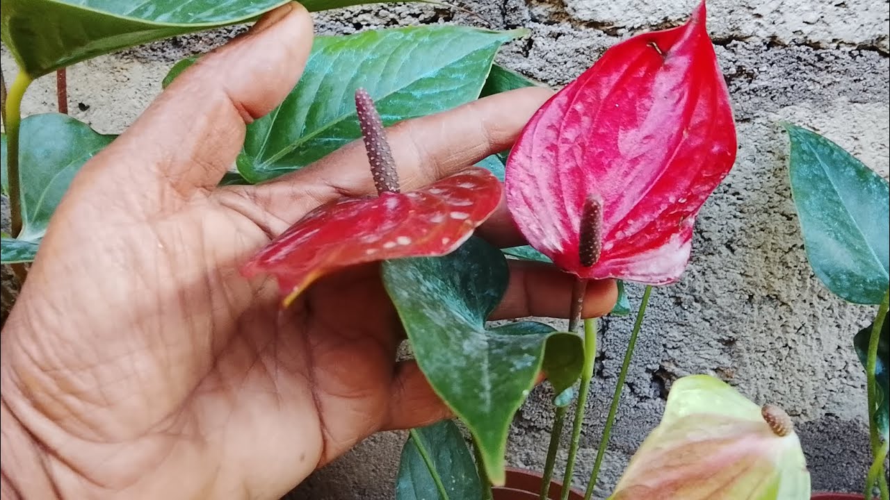 320 There's a big mother plant #anthurium #plant #gardenplant #gardenflowers#gardening #agriculture 