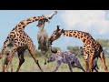 Aggressive Hyenas Fall Prey To Giraffes When Trying To Hunt Calves - The Whole Herd Is Killed