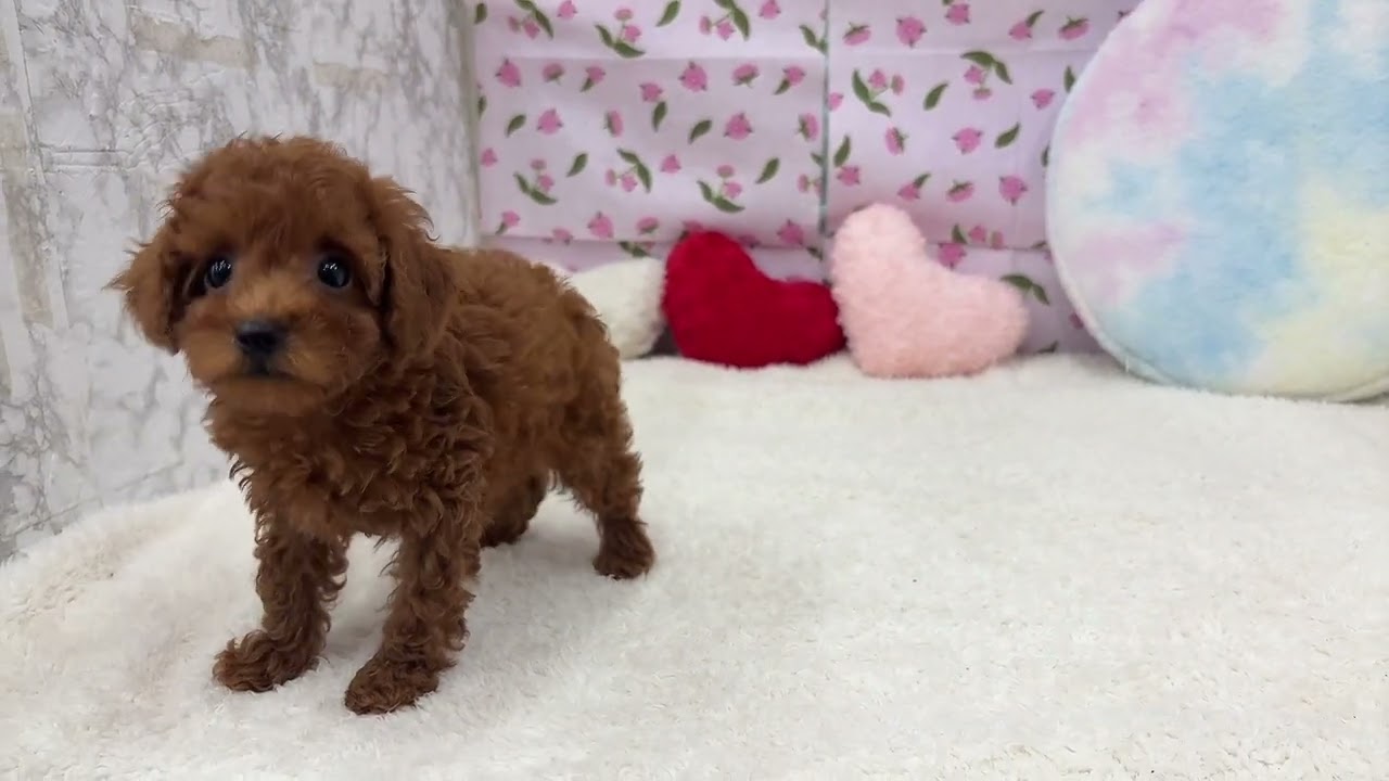 犬の家＆猫の里エアポート店】No.207713 トイプードルくん - YouTube
