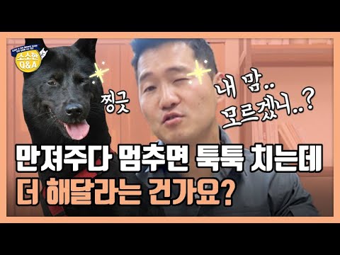 만져주다 멈추면 툭툭 치는데 더 해달라는 건가요?｜강형욱의 소소한 Q&A