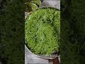 Locust Flower Jelly: Summer Cool Treat 🍃👩