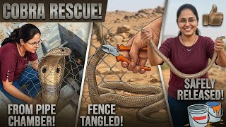 चेम्बर में फसा था नाग.. मुहपे तार लपेटे.. सुकून भरा नाग रेस्क्यू.. Cobra rescued safely..
