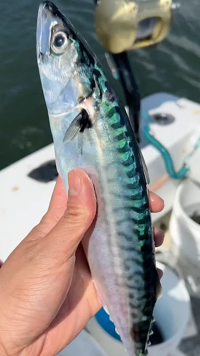 Why do Fishermen Hate Eating This?
