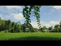 গ্রামের প্রাকৃতিক সৌন্দর্য আলহামদুলিল্লাহ The beauty of the village is Alhamdulillah