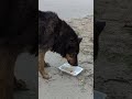 #собака #собаки #собачки #собакаест