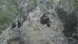 06-05-18 Bald Canyon eagles; eaglet is rescued and returned to the nest.