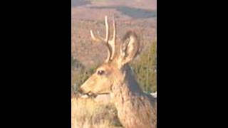 Trail Camera on Nevada Stateline Burn 01 Guzzler 2 of 5