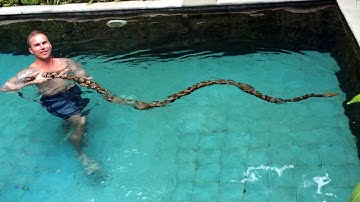Swimming With A Python