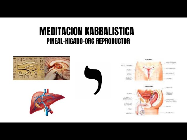 Meditación Kabbalistica mes de Elul: Glándula Pineal, Hígado, Órgano Reproductor / Contemplación.