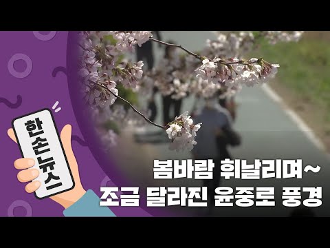 [15초뉴스] &amp;#39;제한 관람&amp;#39; 시작! 윤중로를 다시 찾은 시민들 / YTN