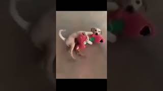 Dog Meme 😭🐶Bro Was NOT Ready For What Happened Next #ai #viral #comedy #cringe #dogmemes #dogs #fyp