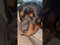 ❤️ #rottweiler are the most loyal but lazy dog 😂 #funnyanimals #pets #dog #doglife #dogshorts #fyp