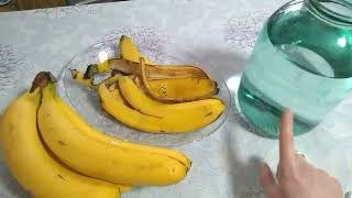 Настой банановой кожуры📌 Натуральное удобрение без затрат✔️👍😉 #ВиленаЦветкова