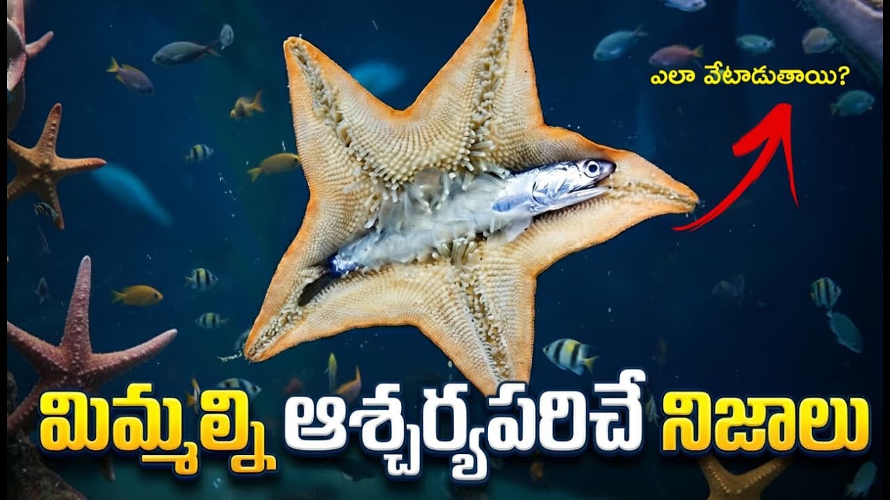 wow 100 Interesting Facts In Telugu | Facts In Telugu new | Telugu Facts | Facts Forever