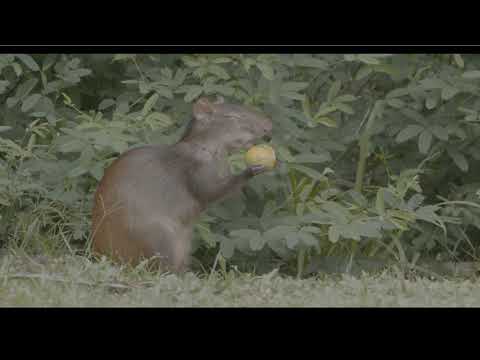 Red Rumped Agouti