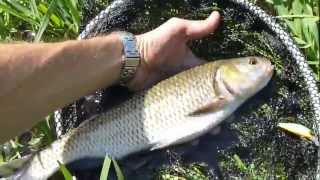 Chub Release - 20120906