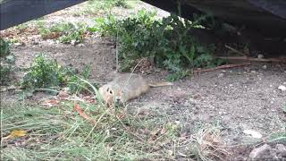 13 Lined Ground Squirrels and Gophers Sept 2012 on by Andrea Lawrence