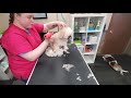 Grooming Louie, a fear aggressive dog