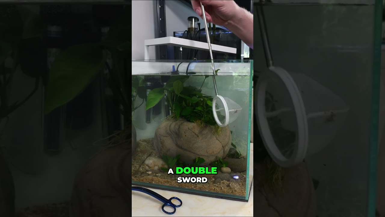 Full Video On Our Channel NOW! Tiny Guppies Move In Aquarium Goals Achieved!