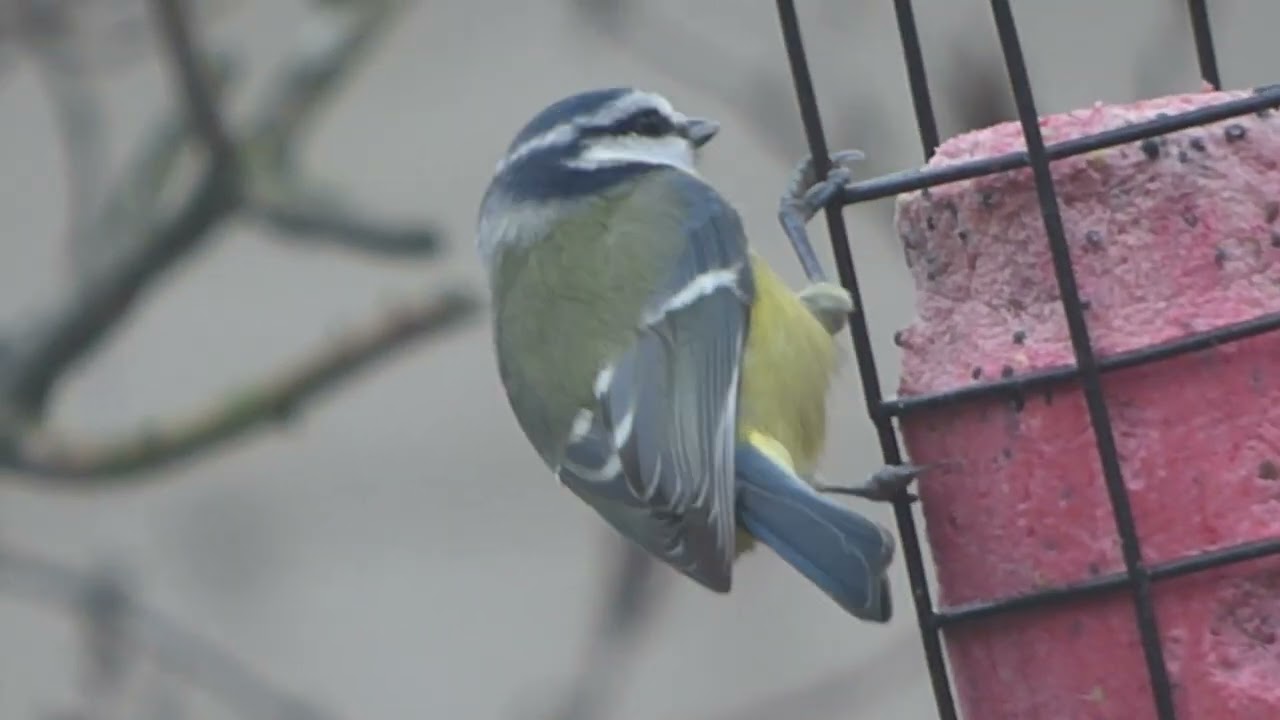 BlueTit enjoying a fruit and seed suet log