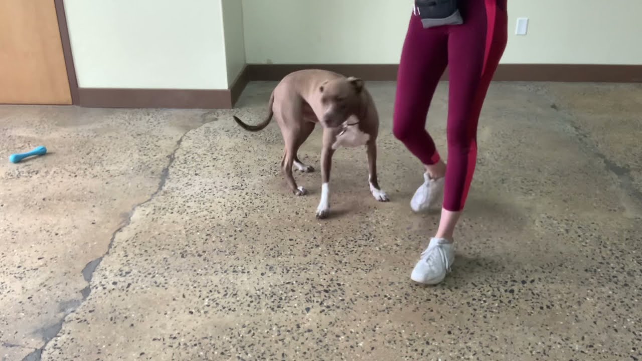 Maria The Dog Trainer & Max 4/30/2021