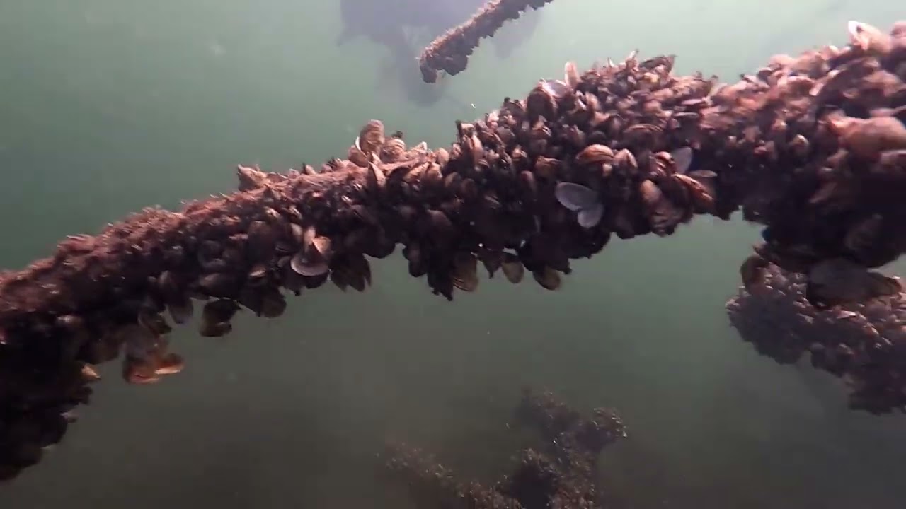18. 6. 23.  Plöner Höftsee an der Ölmühle (WSV Fegetasche)