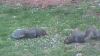 Squirrel Fight