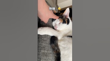 夢を見る三毛猫 dreaming calico cat