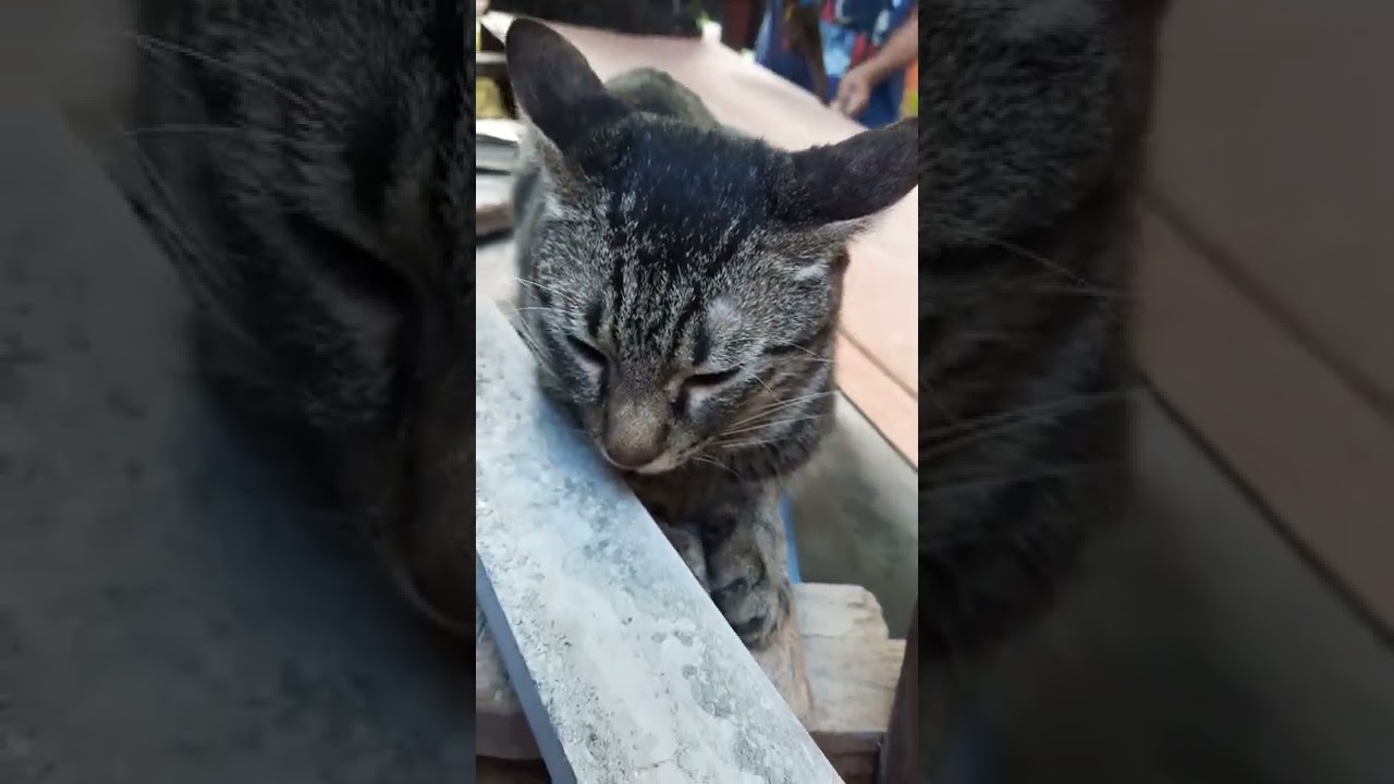 meme the cat is slacking off at work - YouTube