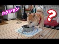 柴犬小春 ご近所さんのくしゃみを何かのコマンドと勘違い?