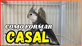 COMO FORMAR CASAL DE CALOPSITA?