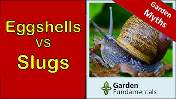 How To Get Rid of Slugs 🐌🐌🐌 Do Eggshells Work?