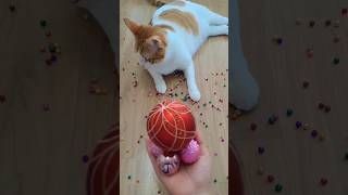 뭉치스타 #reversevideo #marblerunandmore #cat #catvideos #reverse