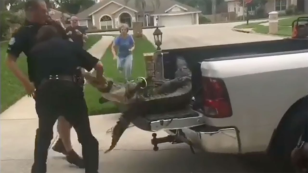gatorade for fever Feisty alligator head-butts trapper in escape attempt