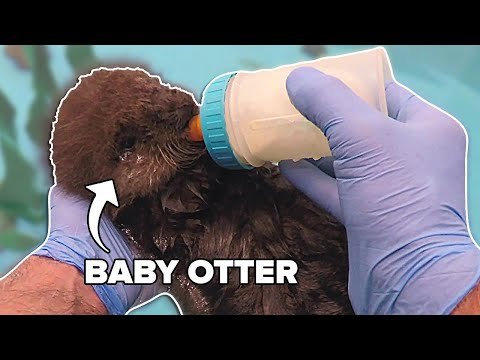 How We Care For Rescued Sea Otters