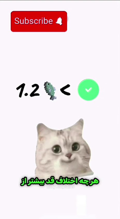 hight matters? #cat #cute #date #explain #girls #gurba #hight #kitty #shortvideo #shots