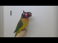 Harga Lovebird Black Cheeked
