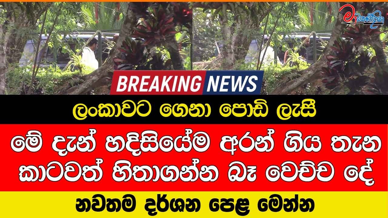 ලංකාවට ගෙනා පොඩි ලැසී මේ දැන් හදිසියේම අරන් ගිය තැන කාටවත් හිතාගන්න බෑ වෙච්ච දේ