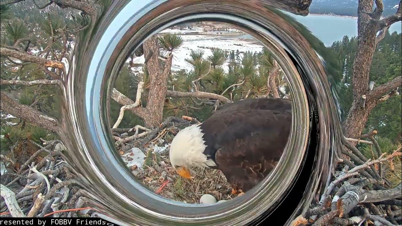 A peaceful afternoon in the nest FOBBV CAM Big Bear Bald Eagle Live