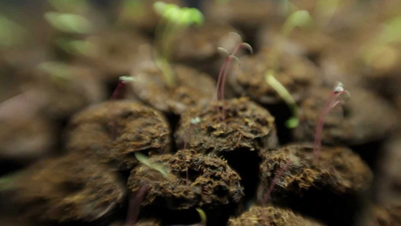 Gardening: How to Start Seeds Indoors With A Hot House - YouTube
